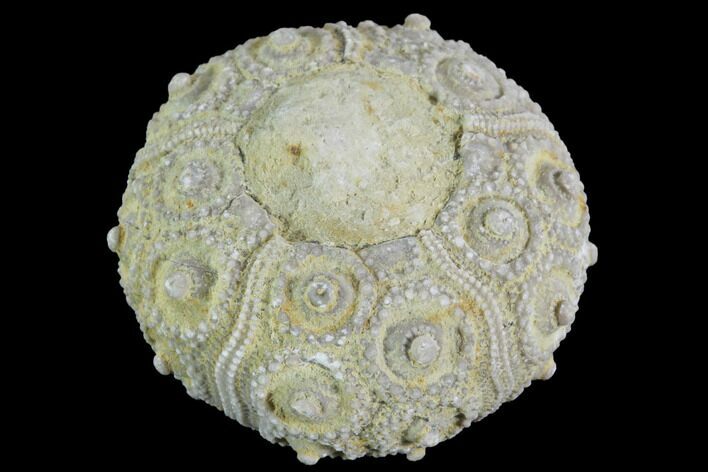 Detailed Nenoticidaris Fossil Urchin - Morocco #90397